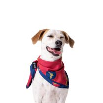 Bandana Para Cães - Mulher Maravilha - Tam G - Freefaro