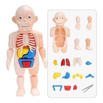 Kit Medico Boneco Corpo Humano Monta E Desmonta 23 Cm 3d