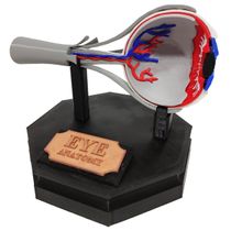 Anatomia do Olho Humano 3D Globo Ocular com Suporte