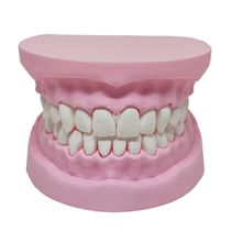 Arcada Dentária Modelo 3D Dente Gengiva Boca Anatomia