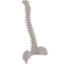 Coluna Vertebral Esqueleto Ortopedia 3D Anatomia Humana 45 cm Vertebras