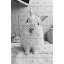 2 Quebra-Cabeças 60 peças  Coelinhos Fotos para Mentes Inteligentes