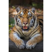 Quebra-Cabeças Tigre de Bengala de 60 peças  Educativo